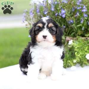 Shawn, Cavapoo Puppy